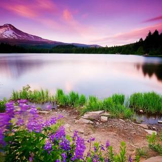 1366x768 spring wallpaper