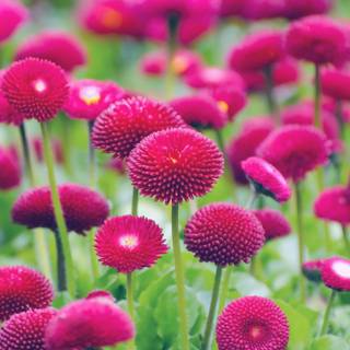 Green spring desktop wallpaper