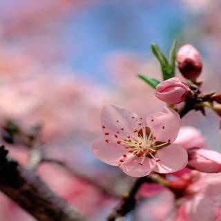 1366x768 spring wallpaper