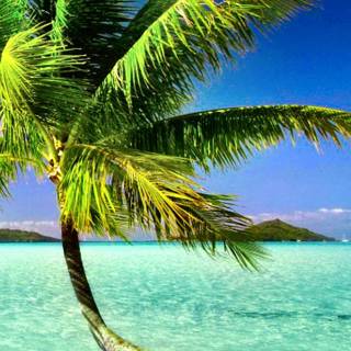 Tropical summer iPhone wallpaper