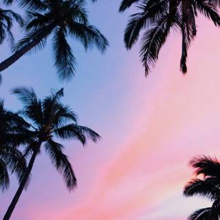 Tropical summer iPhone wallpaper