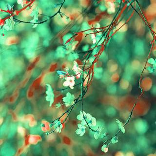 Green spring desktop wallpaper