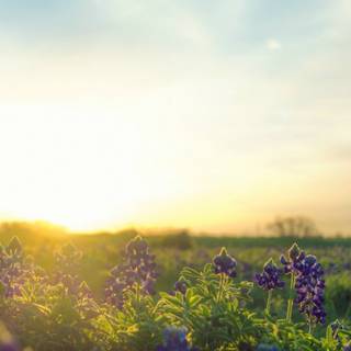 1366x768 spring wallpaper