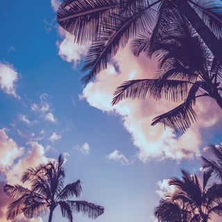 Tropical summer iPhone wallpaper