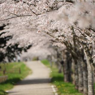 1366x768 spring wallpaper