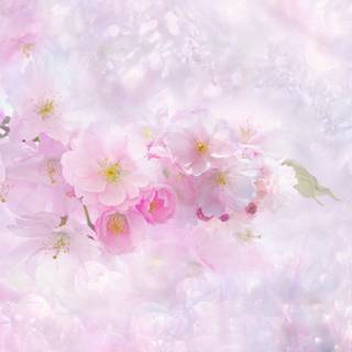 1366x768 spring wallpaper