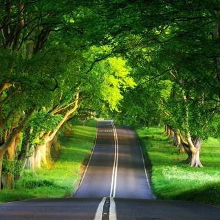 Beautiful nature summer wallpaper