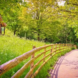 Beautiful nature summer wallpaper