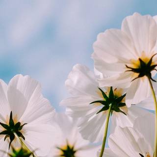 1366x768 spring wallpaper