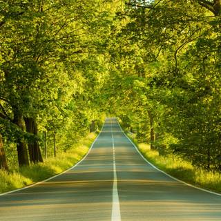 Beautiful nature summer wallpaper