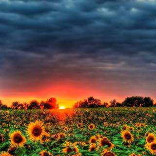 Beautiful nature summer wallpaper