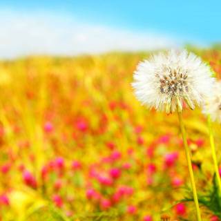 Beautiful nature summer wallpaper