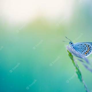 Beautiful nature summer wallpaper