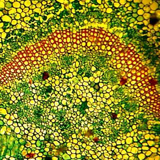 Plant cells wallpaper