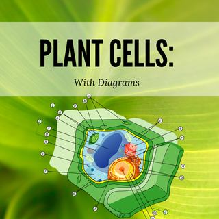 Plant cells wallpaper