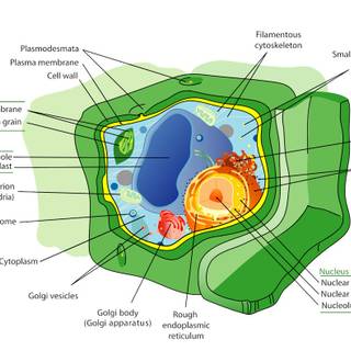 Plant cells wallpaper