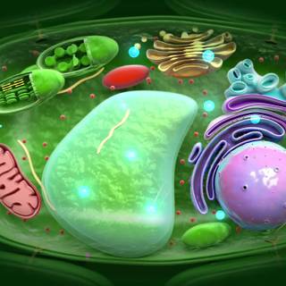 Plant cells wallpaper