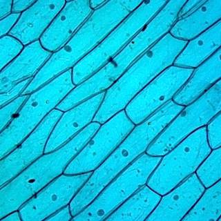 Plant cells wallpaper