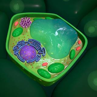 Plant cells wallpaper