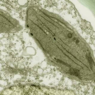 Plant cells wallpaper