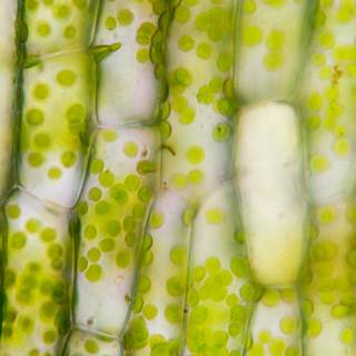 Plant cells wallpaper