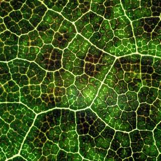 Plant cells wallpaper
