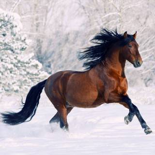 Horses running in the snow wallpaper