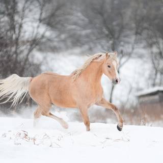 Horses running in the snow wallpaper