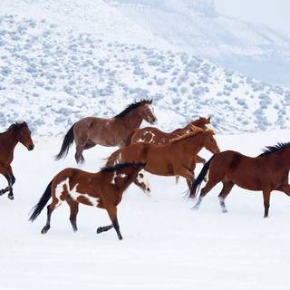 Horses running in the snow wallpaper