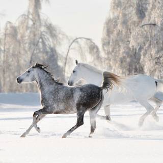Horses running in the snow wallpaper