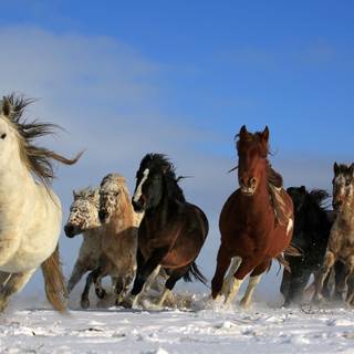 Horses running in the snow wallpaper
