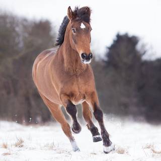 Horses running in the snow wallpaper