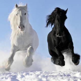 Horses running in the snow wallpaper