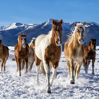 Horses running in the snow wallpaper