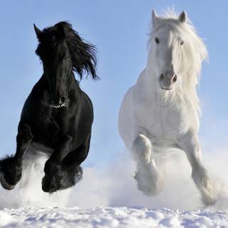 Horses running in the snow wallpaper