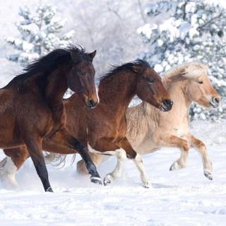 Horses running in the snow wallpaper