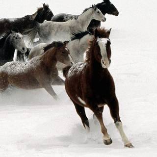 Horses running in the snow wallpaper
