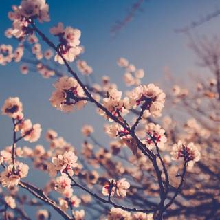 Aeshetic PC spring wallpaper