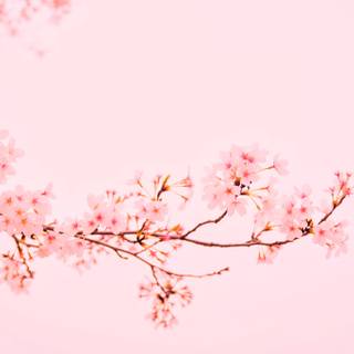 Aeshetic PC spring wallpaper