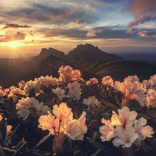 Aeshetic PC spring wallpaper