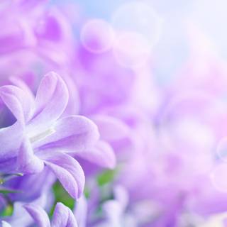 Spring cute purple wallpaper