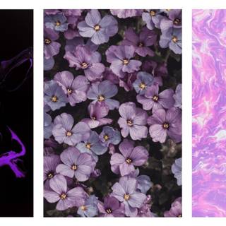 Spring cute purple wallpaper