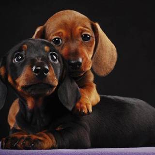 Dachshund dog wallpaper