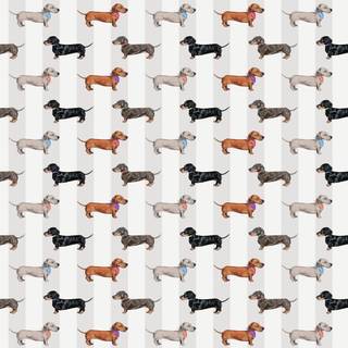 Dachshund dog wallpaper