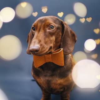 Dachshund dog wallpaper