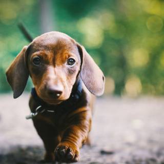 Dachshund dog wallpaper