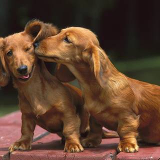 Dachshund dog wallpaper