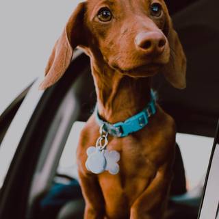 Dachshund dog wallpaper