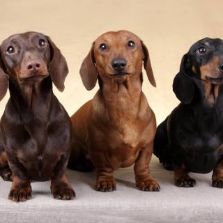 Dachshund dog wallpaper