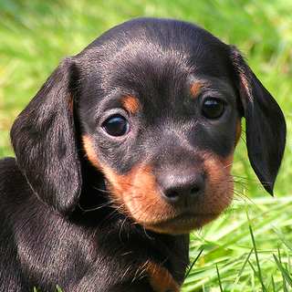 Dachshund dog wallpaper